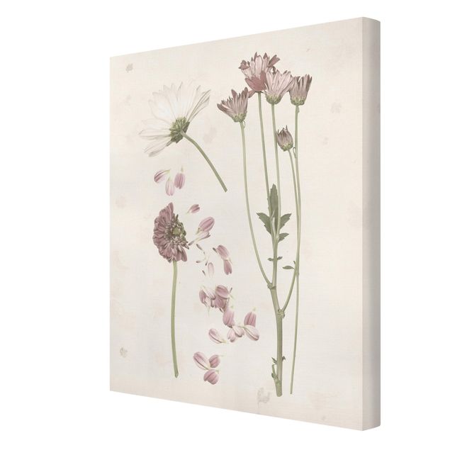 Leinwandbilder kaufen Herbarium in rosa II