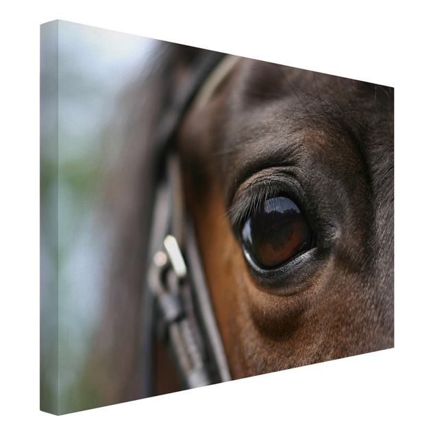 Tierbilder Leinwand Horse Eye