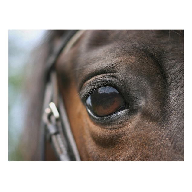 Wandbilder Modern Horse Eye