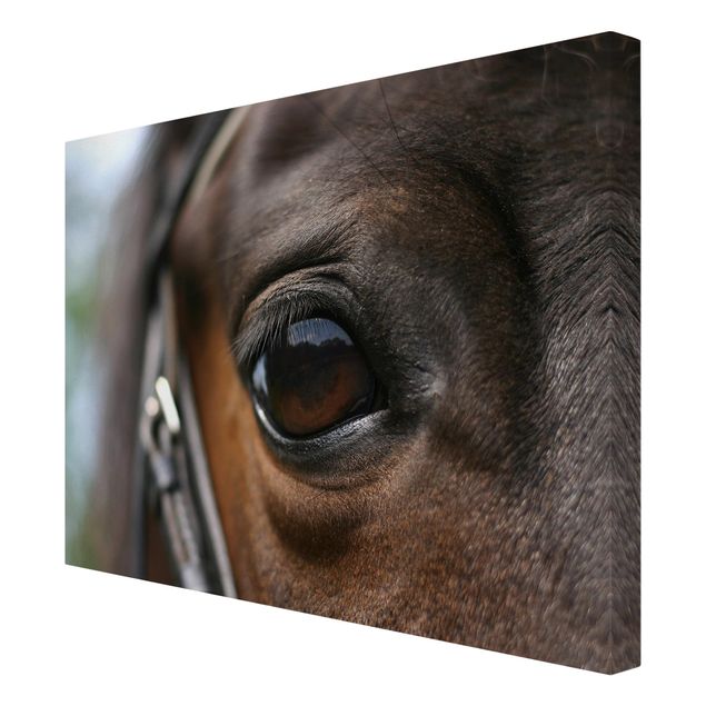 Wandbilder Tiere Horse Eye