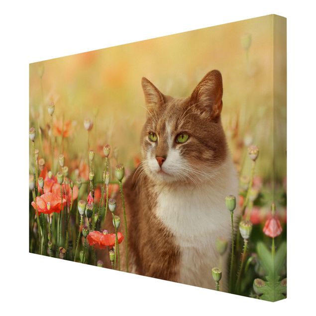 Blumenbilder auf Leinwand Katze im Mohnfeld