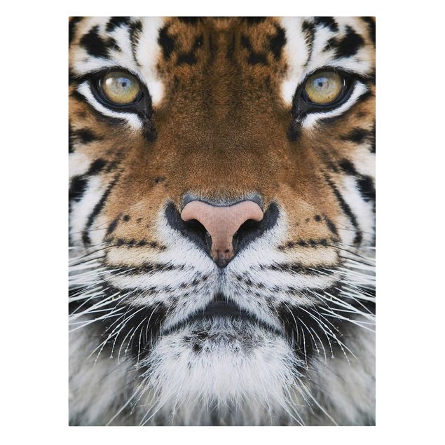 Leinwandbilder Tiere Tiger Eyes