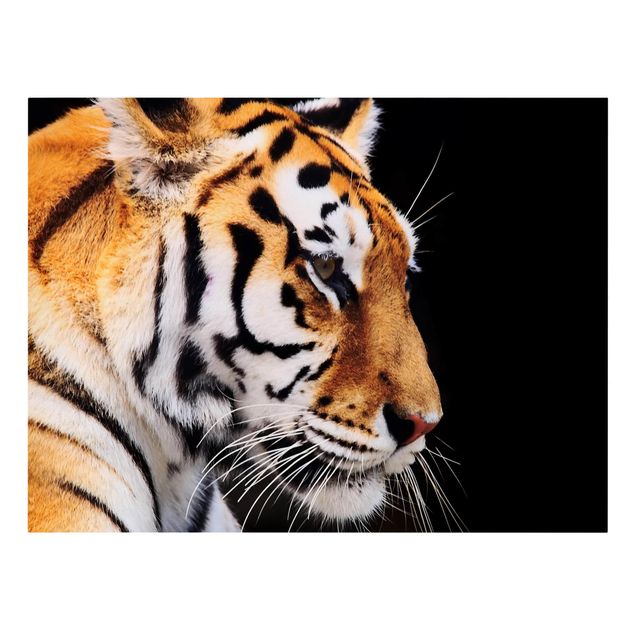 Leinwand Tiere Tiger Schönheit