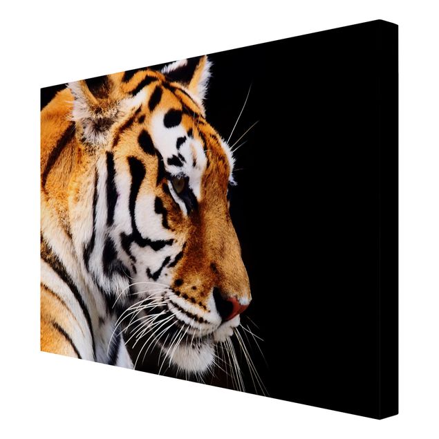 Wandbilder Modern Tiger Schönheit
