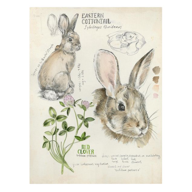 Wandbilder Braun Wildnis Journal - Kaninchen