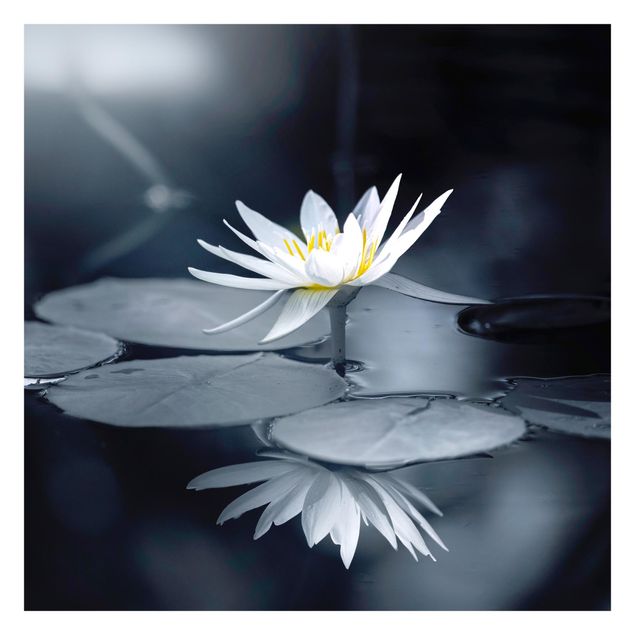 Foto Tapete Lotus Spiegelung im Wasser