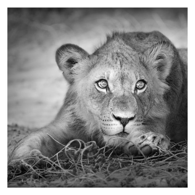Fototapete - Lurking Lionbaby