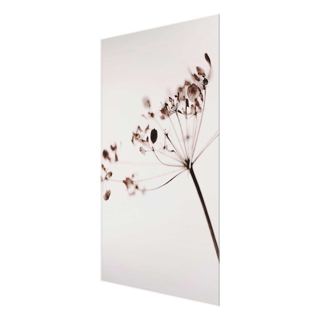 Wandbilder Makroaufnahme Trockenblume im Schatten