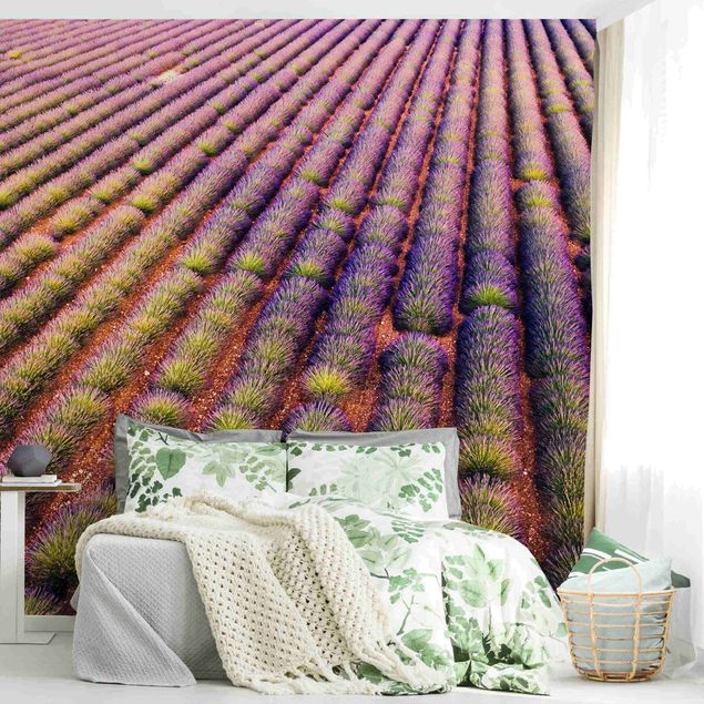 Tapeten Modern Malerisches Lavendelfeld