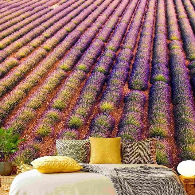 Tapete Blumen Malerisches Lavendelfeld