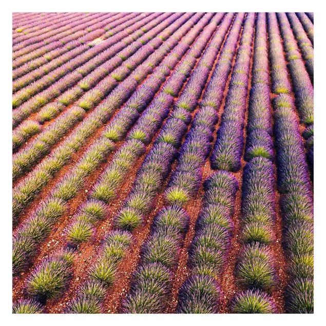 Fototapete - Malerisches Lavendelfeld