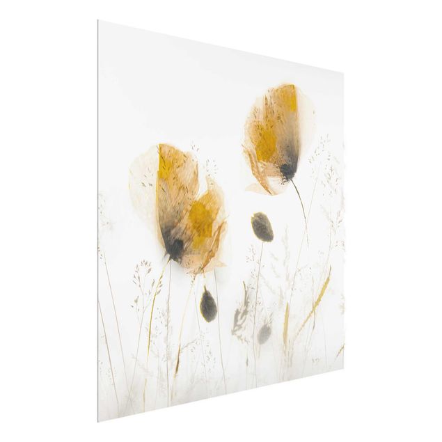 Glasbilder Blumen Motive Mohnblumen und zarte Gräser im weichen Nebel