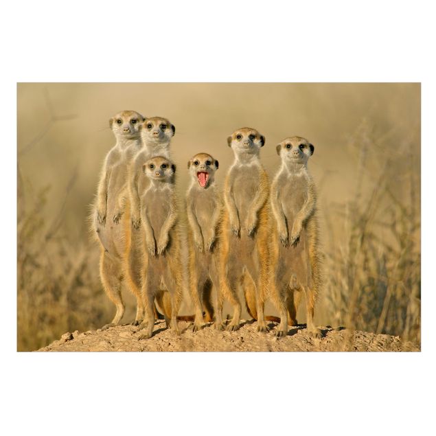 Fenstersticker Tiere Meerkat Family Panorama