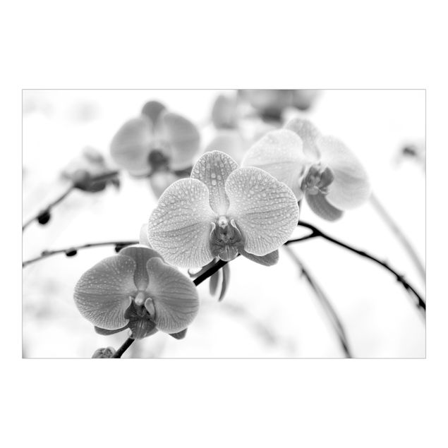 Foto Tapete Nahaufnahme Orchidee Schwarz-Weiß