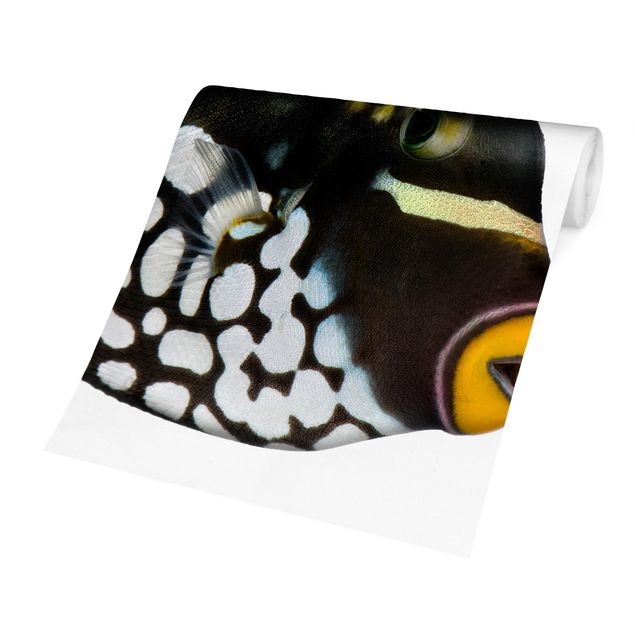 Fototapete kaufen Clown Triggerfish
