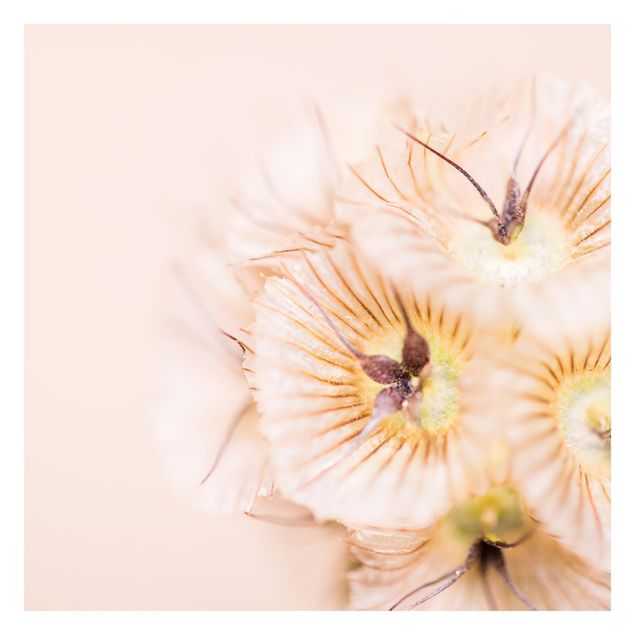 Fototapete Pastellfarbener Blütenstrauß