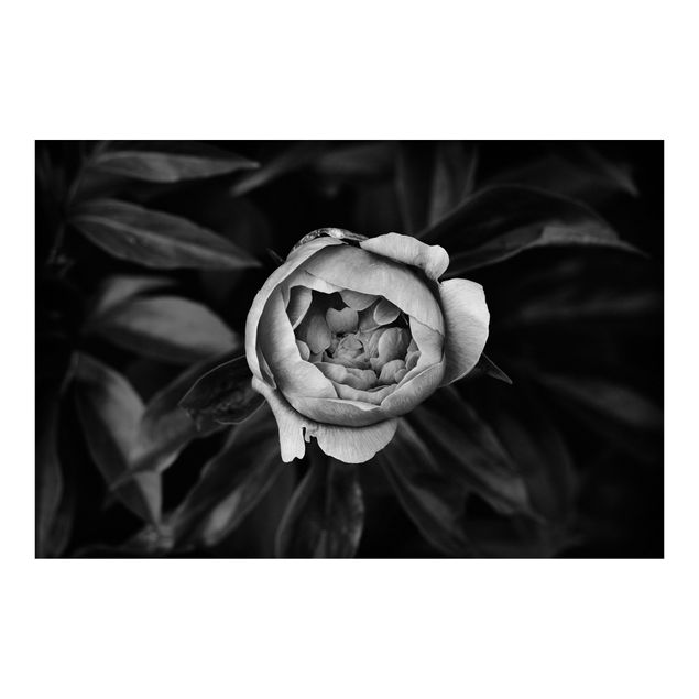 Fototapete Pfingstrosenblüte vor Blättern Schwarz Weiß