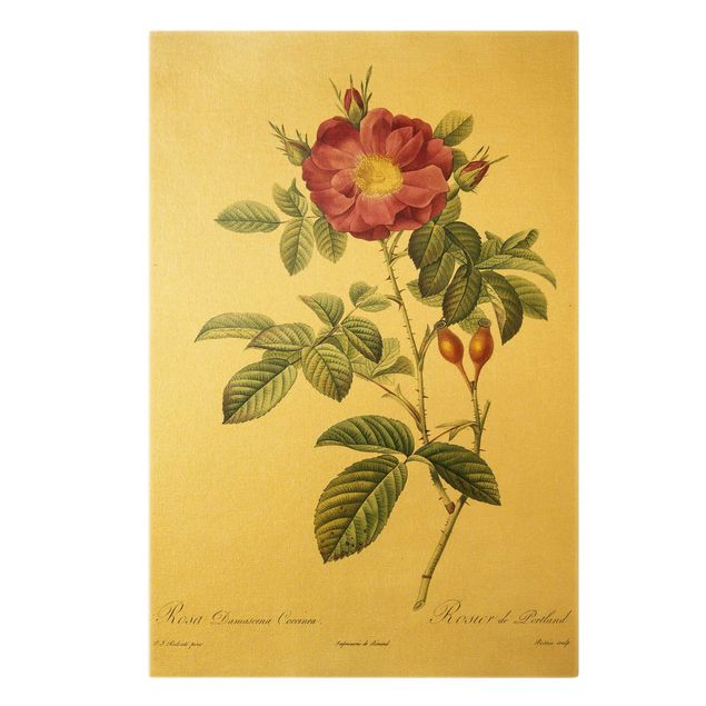 Wandbilder Floral Pierre Joseph Redouté - Portland-Rose