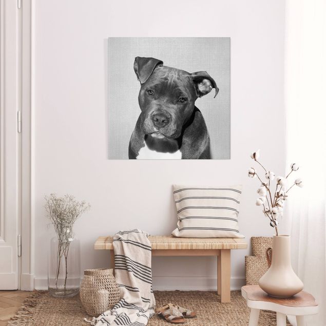 Leinwandbild Hund Pitbull Pelle Schwarz Weiß