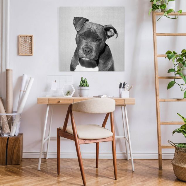 Wandbilder Hunde Pitbull Pelle Schwarz Weiß