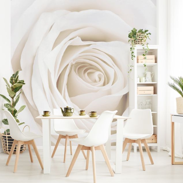 Fototapete modern Pretty White Rose