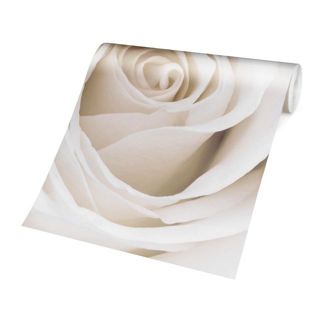 Blumentapete Pretty White Rose