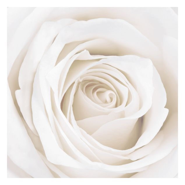 Fototapete beige Pretty White Rose