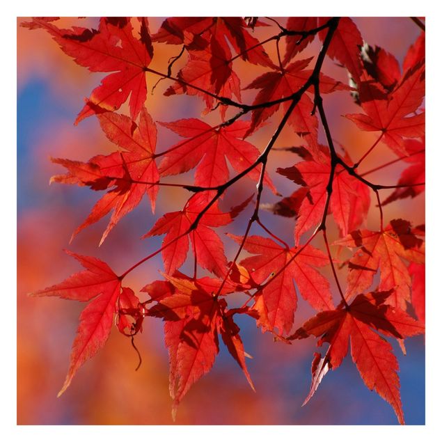 Foto Tapete Red Maple