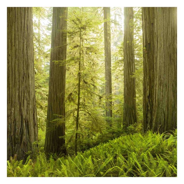 Rainer Mirau Kunstdrucke Redwood State Park Waldblick