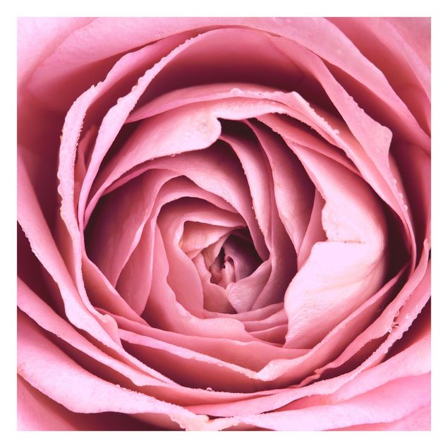 Wandtapete rosa Rosa Rosenblüte
