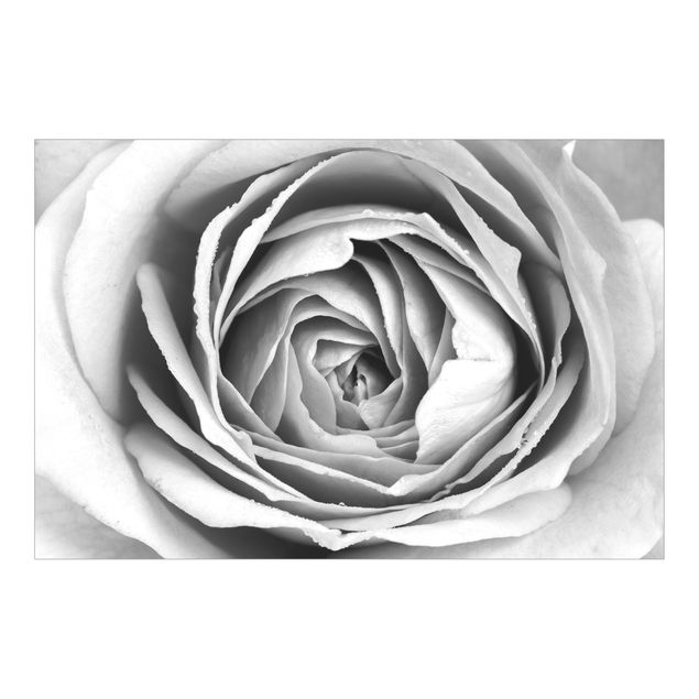 Fototapete kaufen Rosa Rosenblüte Schwarz-Weiß