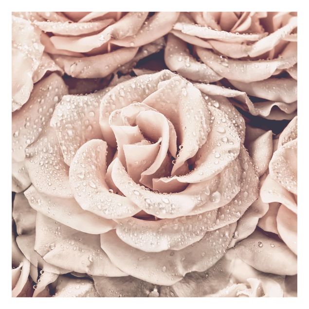 Wandtapete beige Rosen Sepia mit Wassertropfen