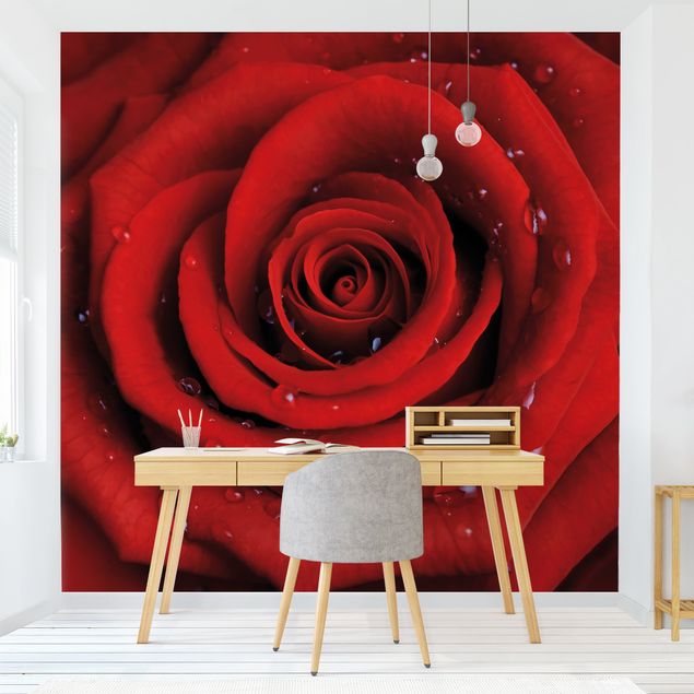 Fototapete Rosen Rote Rose mit Wassertropfen