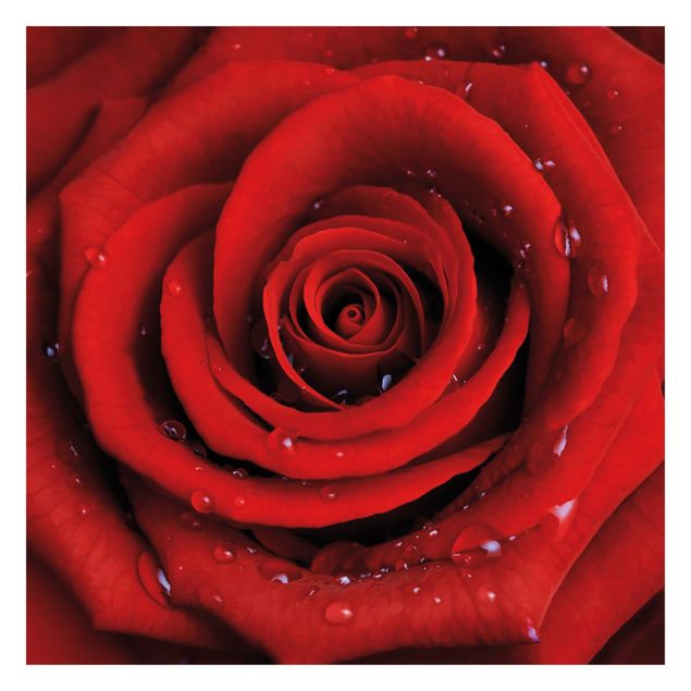 Foto Tapete Rote Rose mit Wassertropfen