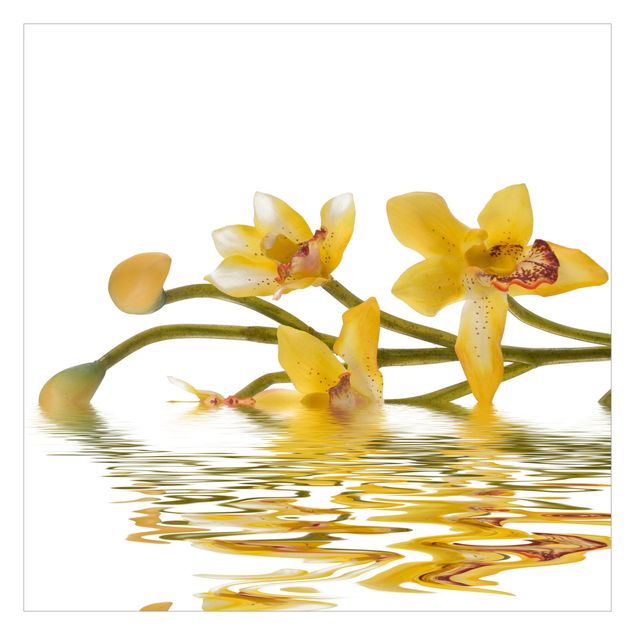 Fototapete - Saffron Orchid Waters