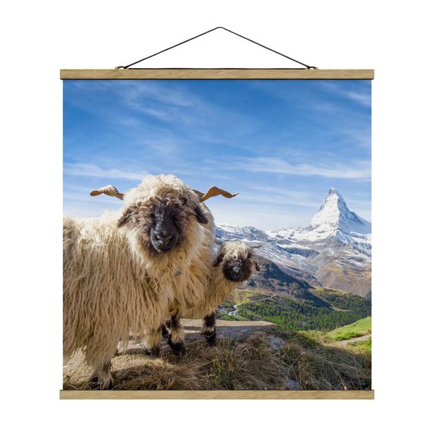 Wandbilder Landschaften Schwarznasenschafe von Zermatt