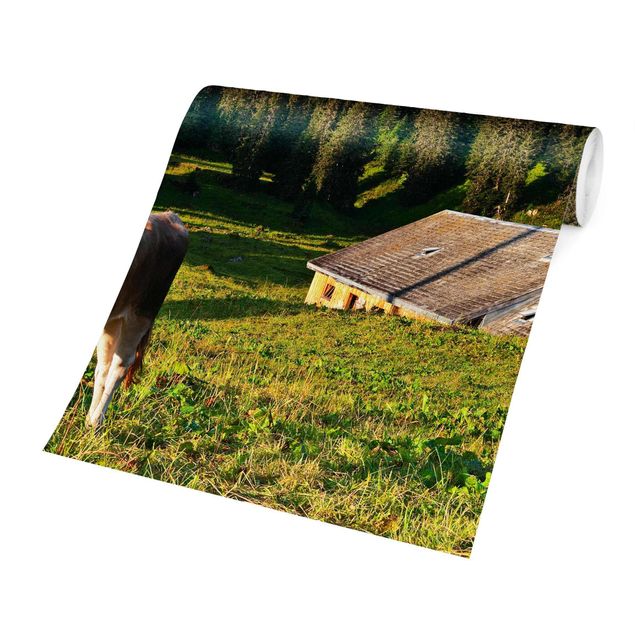 Fototapete Natur Schweizer Almwiese mit Kuh