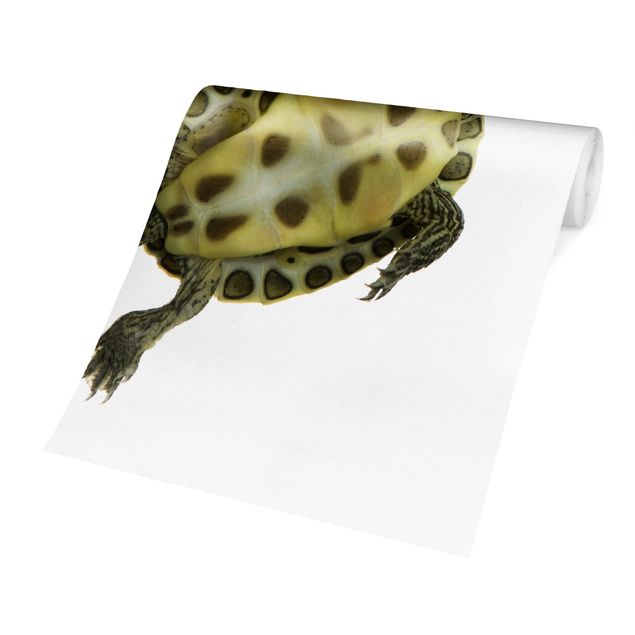 Fototapete kaufen Schwimmende Schildkröte