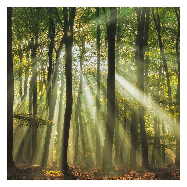 Foto Tapete Sonnentag im Wald