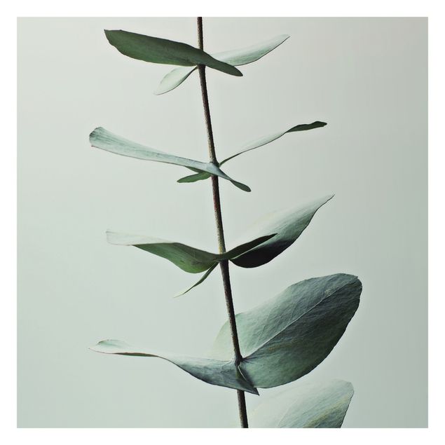 Foto Tapete Symmetrischer Eukalyptuszweig