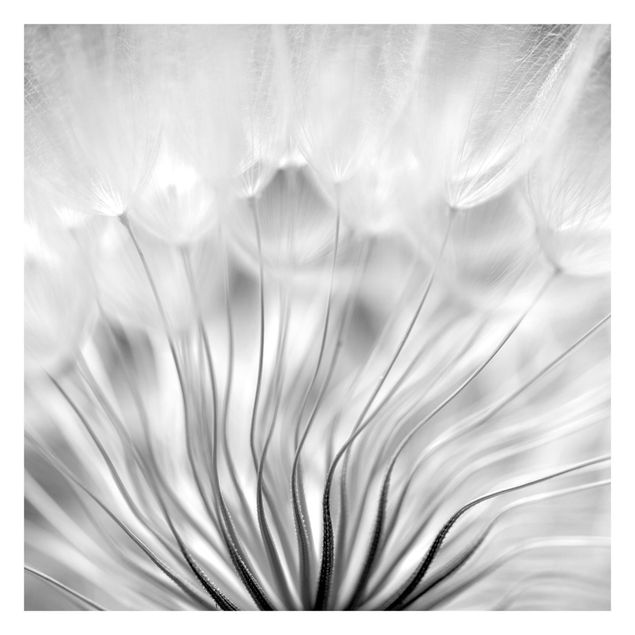 Foto Tapete Traumhafte Pusteblume Schwarz-Weiß