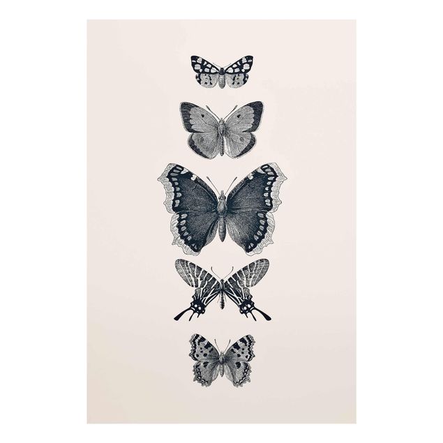 Wandbilder Tiere Tusche Schmetterlinge auf Beige