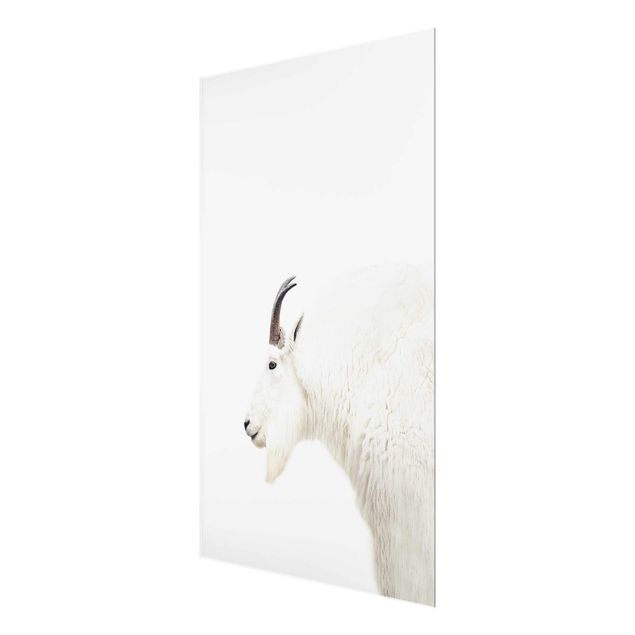 Wandbilder Tiere Weiße Bergziege