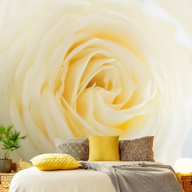 Tapeten Modern White Rose
