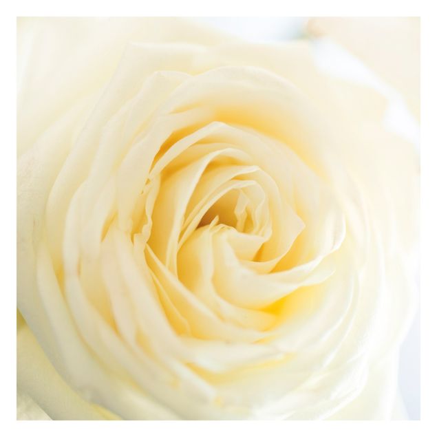 Fototapete - White Rose