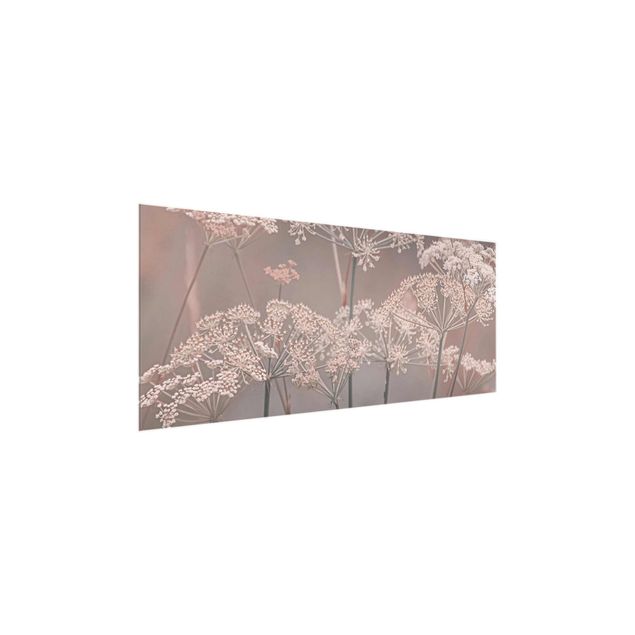 Wandbilder Blumen Wilde Doldenblüten