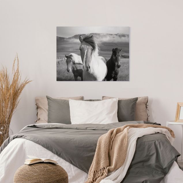Wandbilder Pferde Wildpferde Schwarz-Weiß