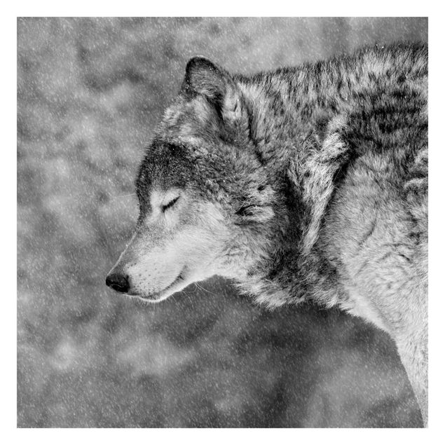 Fototapete - Winter Wolf