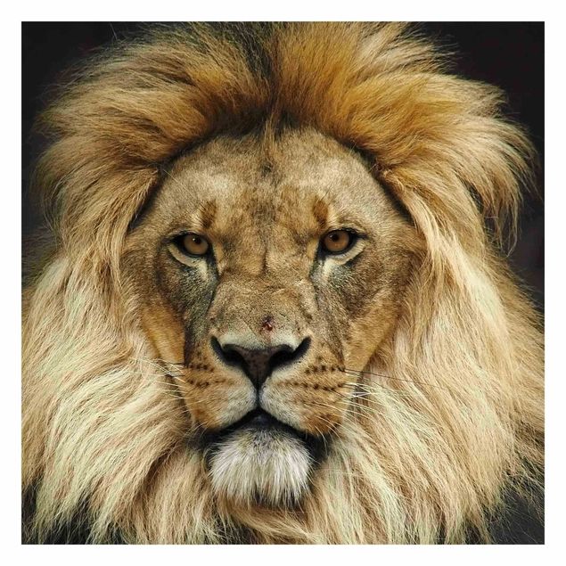 Fototapete kaufen Wisdom of Lion