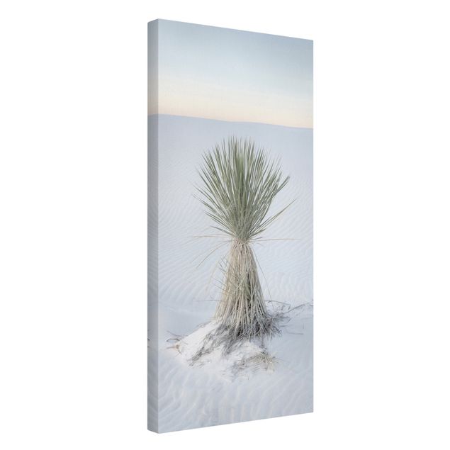 Leinwandbilder Naturmotive Yucca Palme in weißem Sand